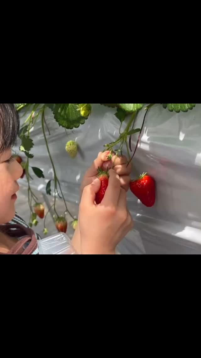 春の暖かい陽射しの下でのイチゴ狩りイベントでは、子どもたちの