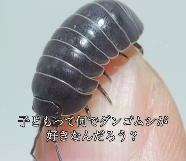 今日、指導先で幼児の子どもが床に這いつくばって何かをしていま