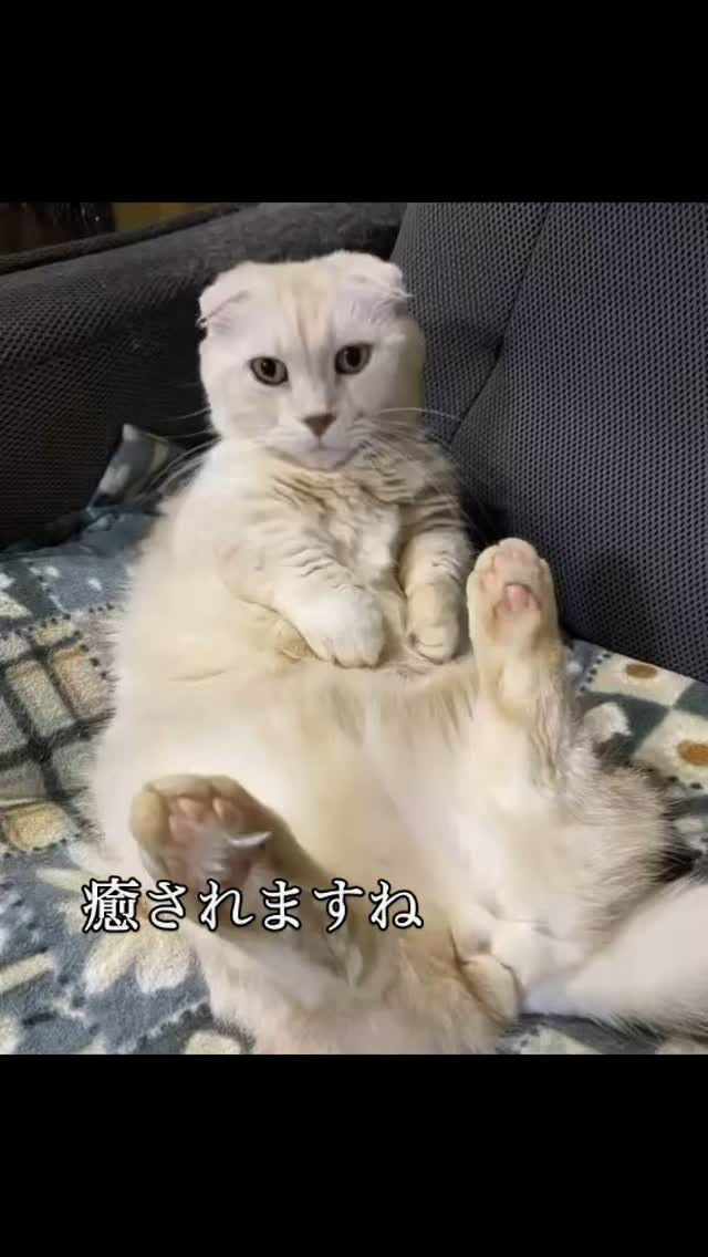 職員が飼っている愛らしい猫ちゃんです！