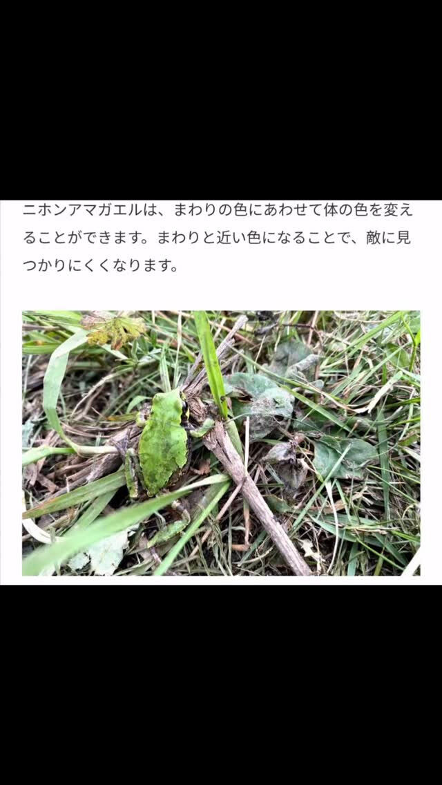 梅雨になり、カエルたちも嬉しい毎日を過ごしています