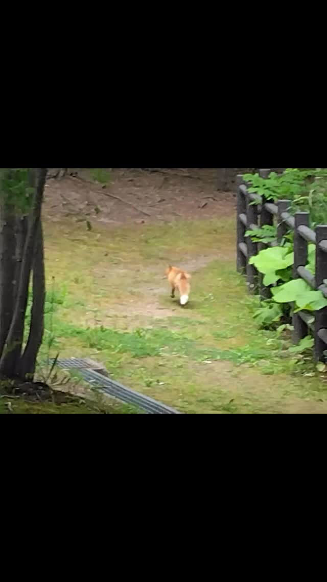 北海道ではなんと、昼夜問わず、ノラネコのように、キツネが散歩