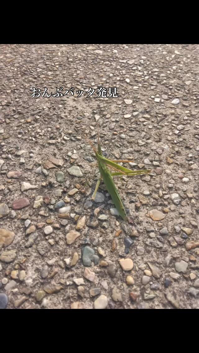 おんぶバッタを見つけました