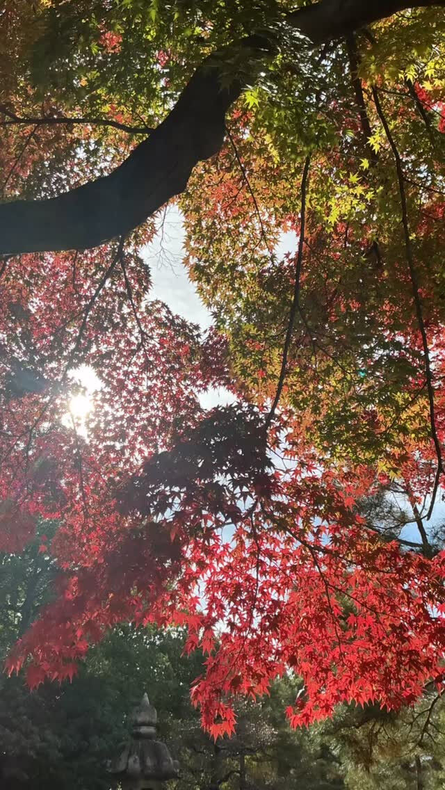 先日、紅葉を見てきました