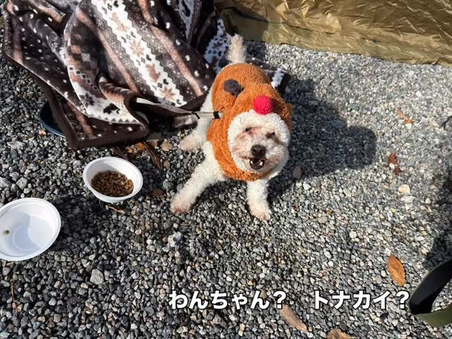 今日はクリスマスイブです♪