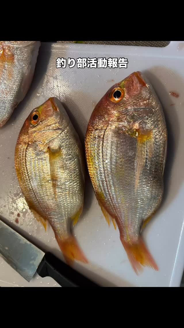 釣り部活動報告🎣