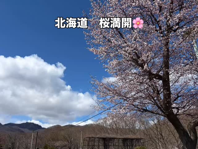 北海道の春、桜満開🌸