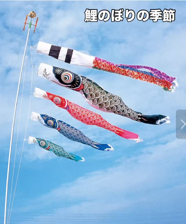鯉のぼりの季節🎏　街のあちこちで気持ちよさそうに泳いでいます