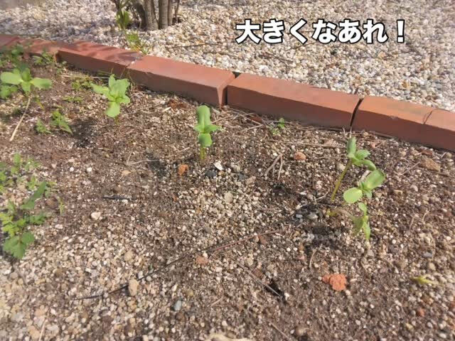 ひまわり成長しています🌻